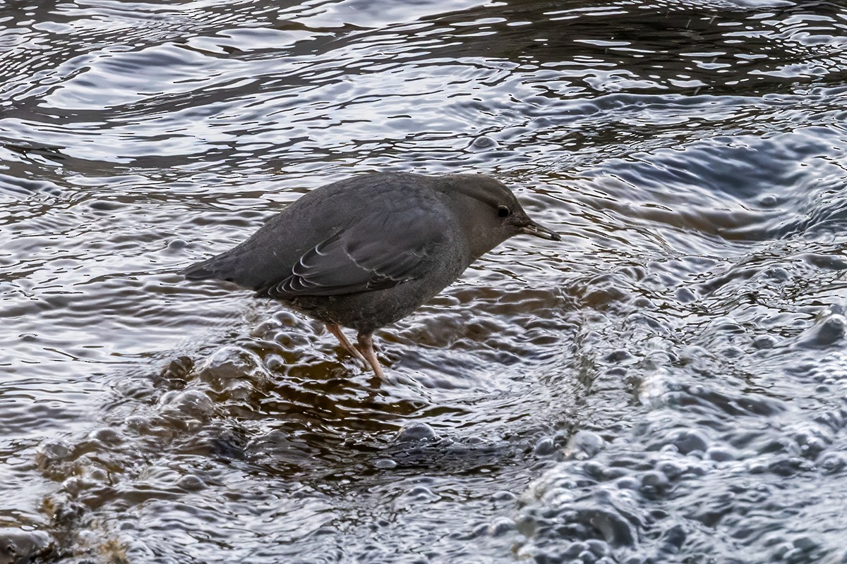 אמודאי אמריקני - ML647308601