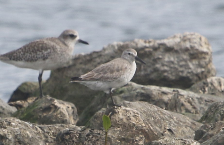 Bécasseau maubèche - ML647308603