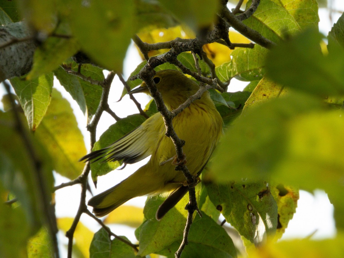 Northern/Mangrove Yellow Warbler - ML647308604