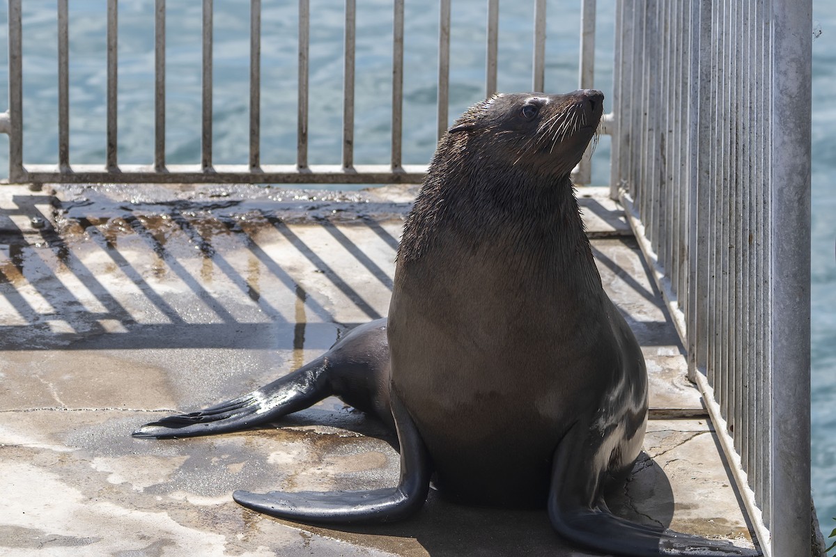 Cape Fur Seal - ML647308606