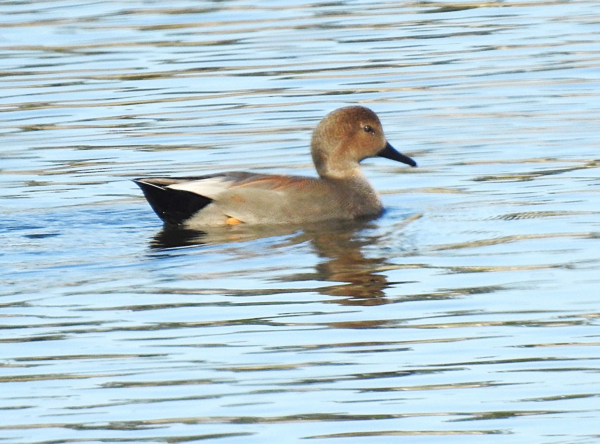 Gadwall - ML647308610