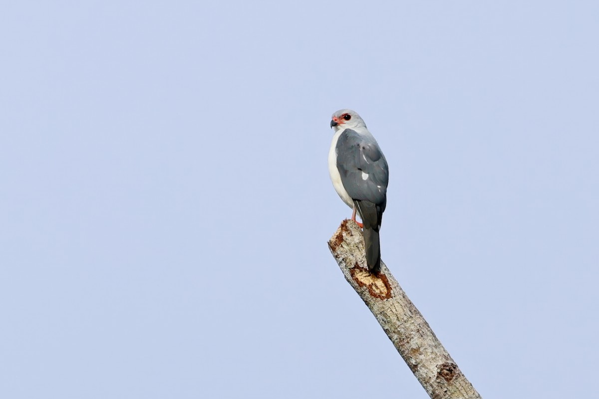 Яструб сіроголовий - ML647308613