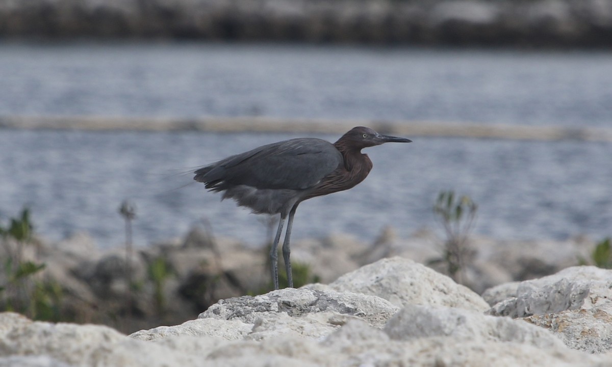 Reddish Egret - ML647308620