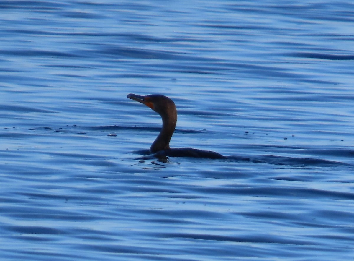 Ohrenscharbe - ML647308622