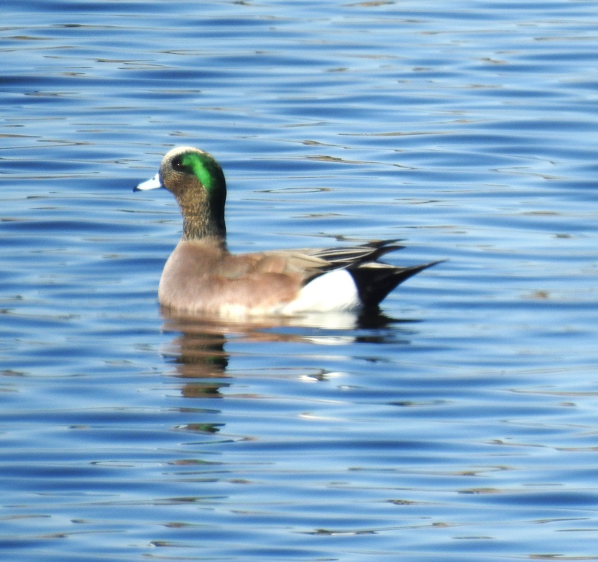 American Wigeon - ML647308623