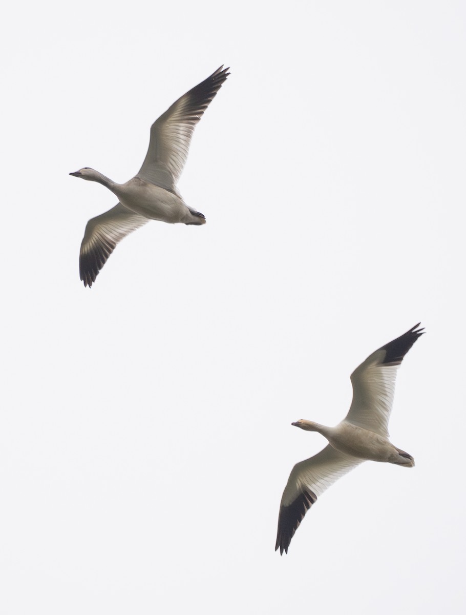 Snow Goose - ML647308624