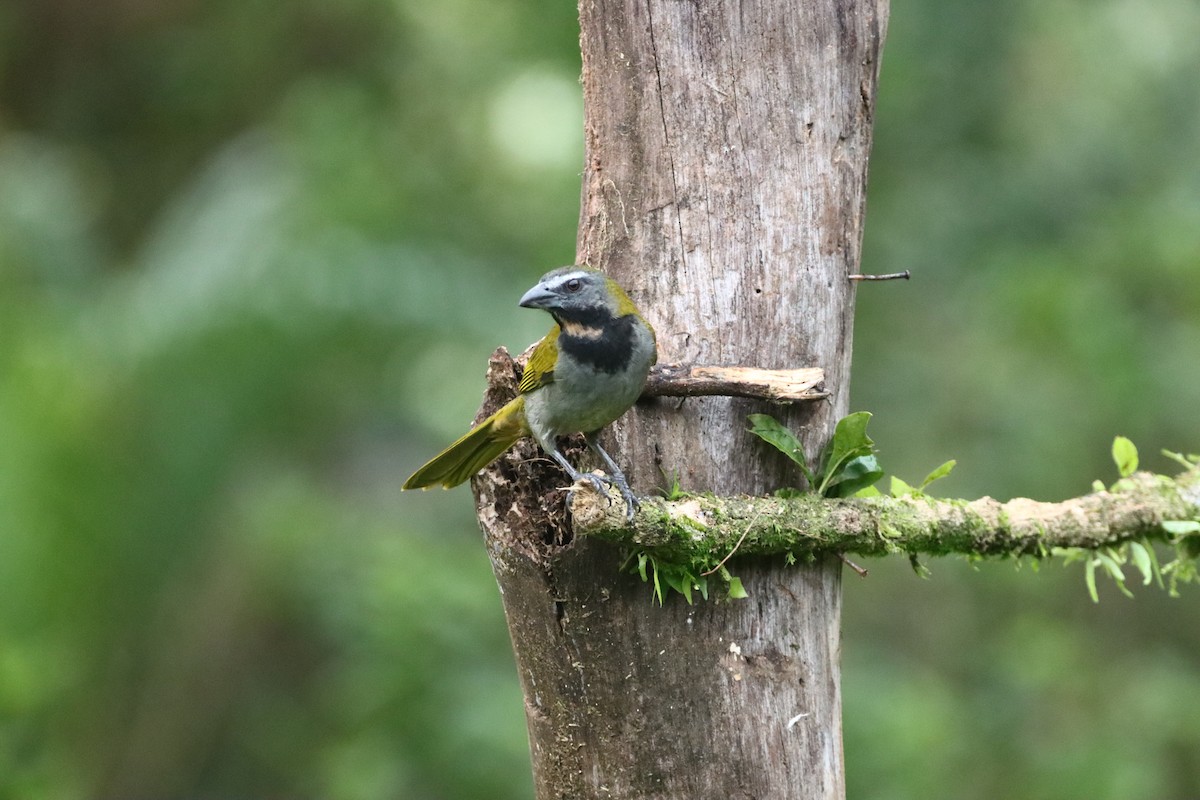 Buff-throated Saltator - ML647308626