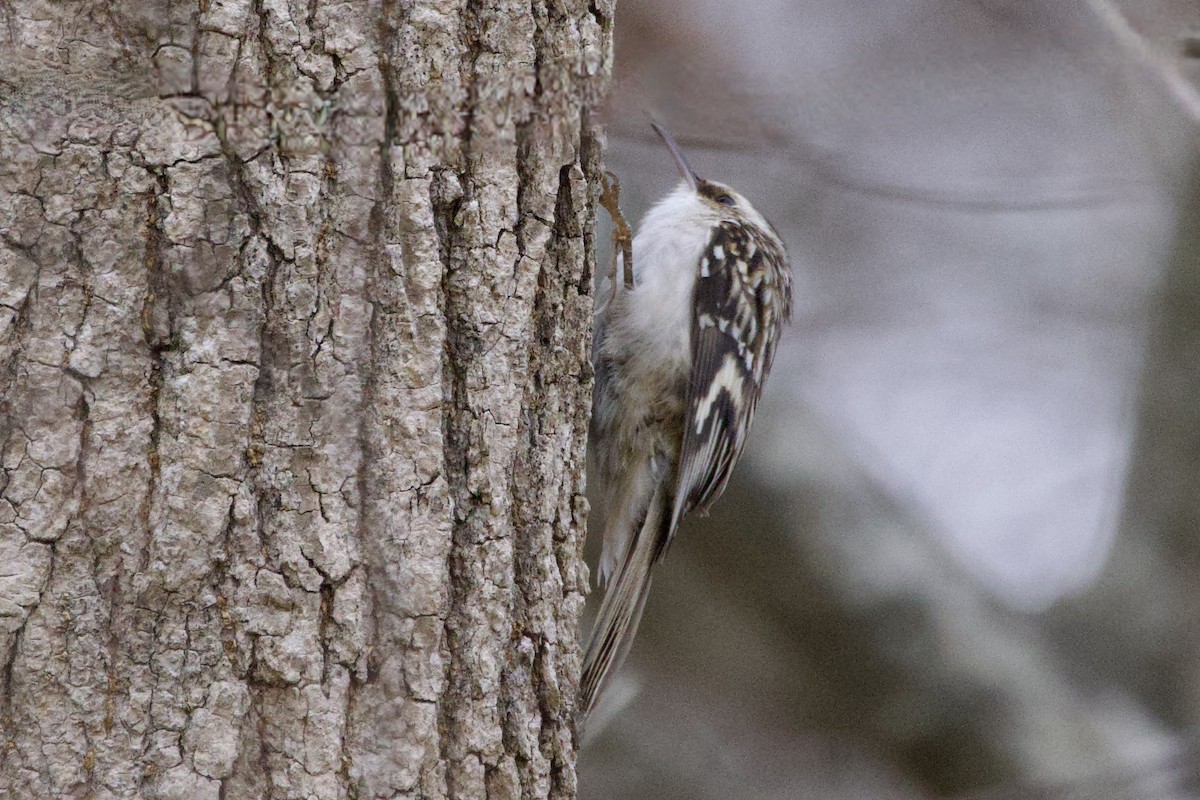 Brown Creeper - ML647308631