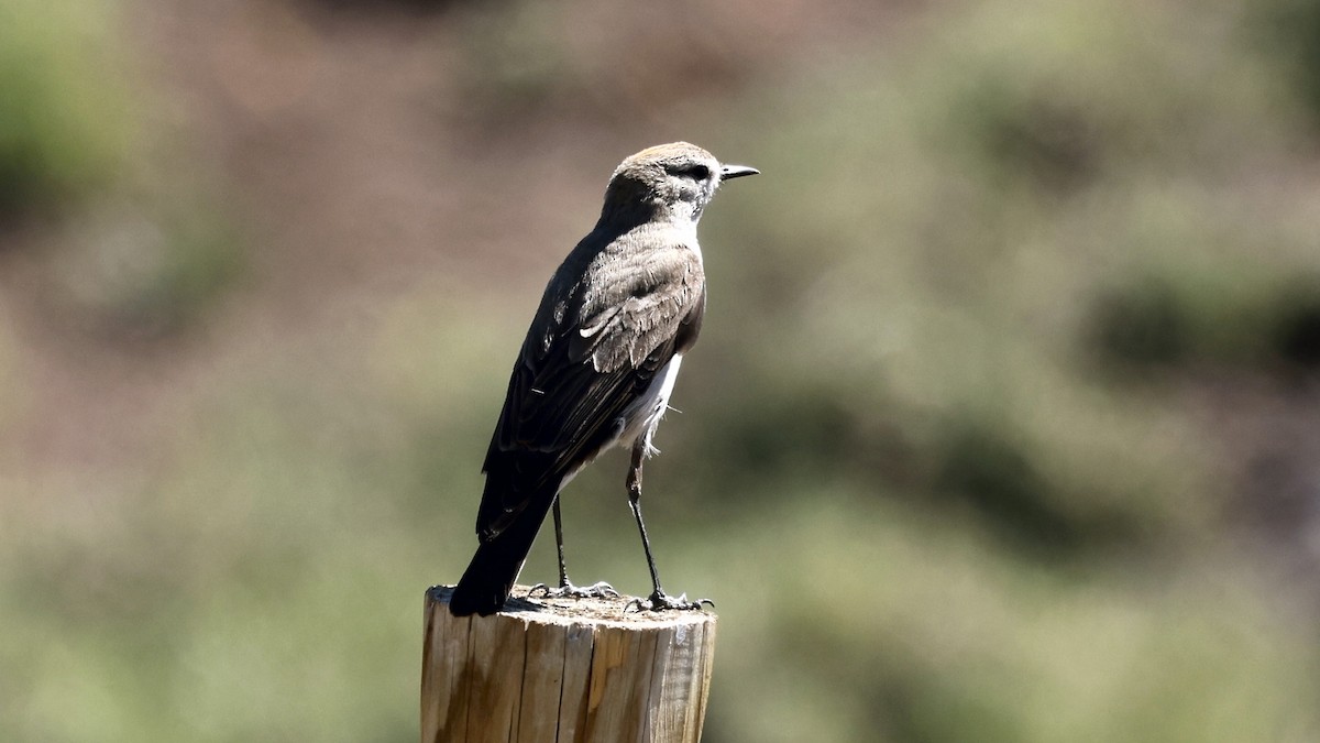 White-browed Ground-Tyrant - ML647308632
