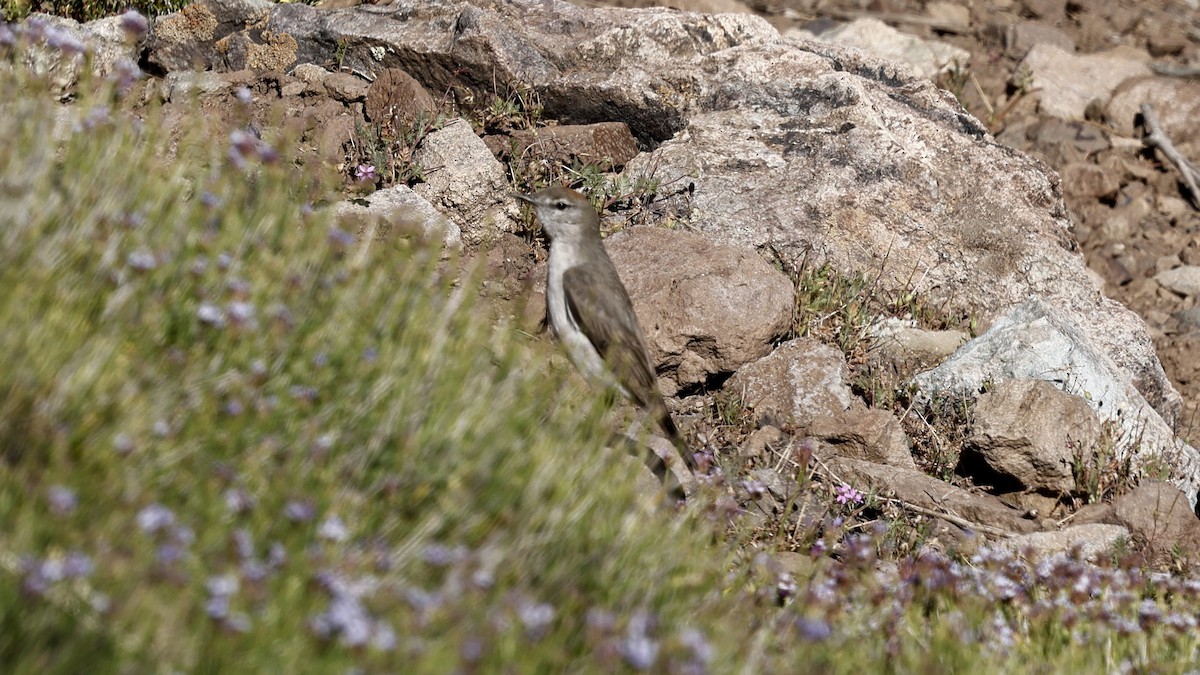 White-browed Ground-Tyrant - ML647308633
