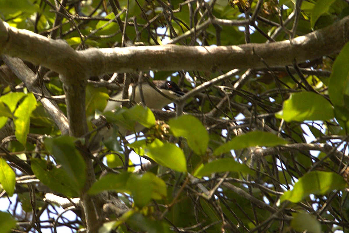 Black-backed Puffback - ML647308653