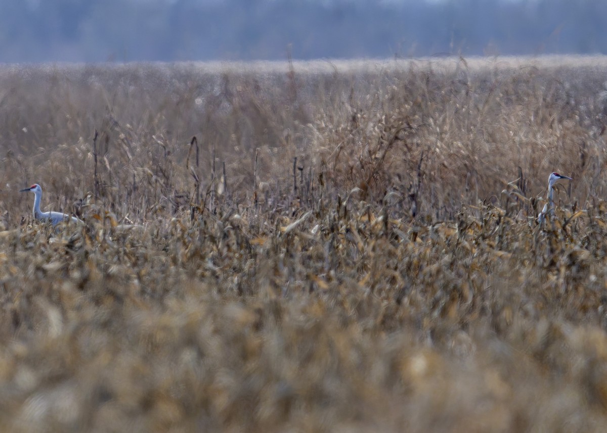 Журавель канадський - ML647308673