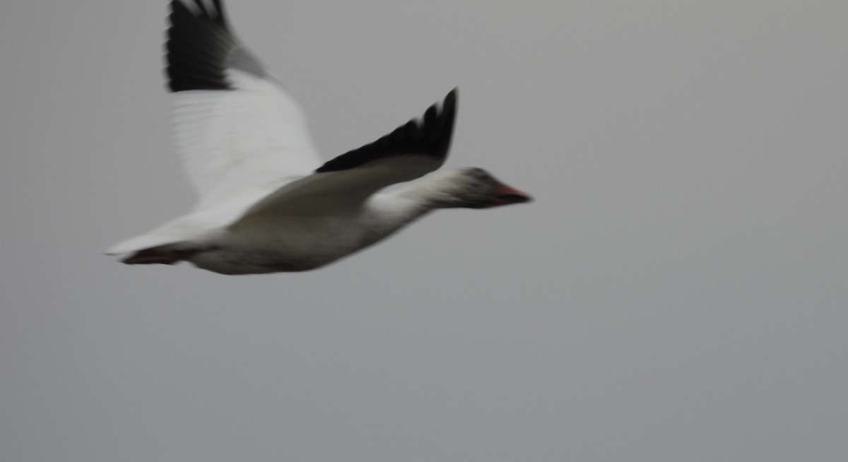 Snow Goose - ML647308675