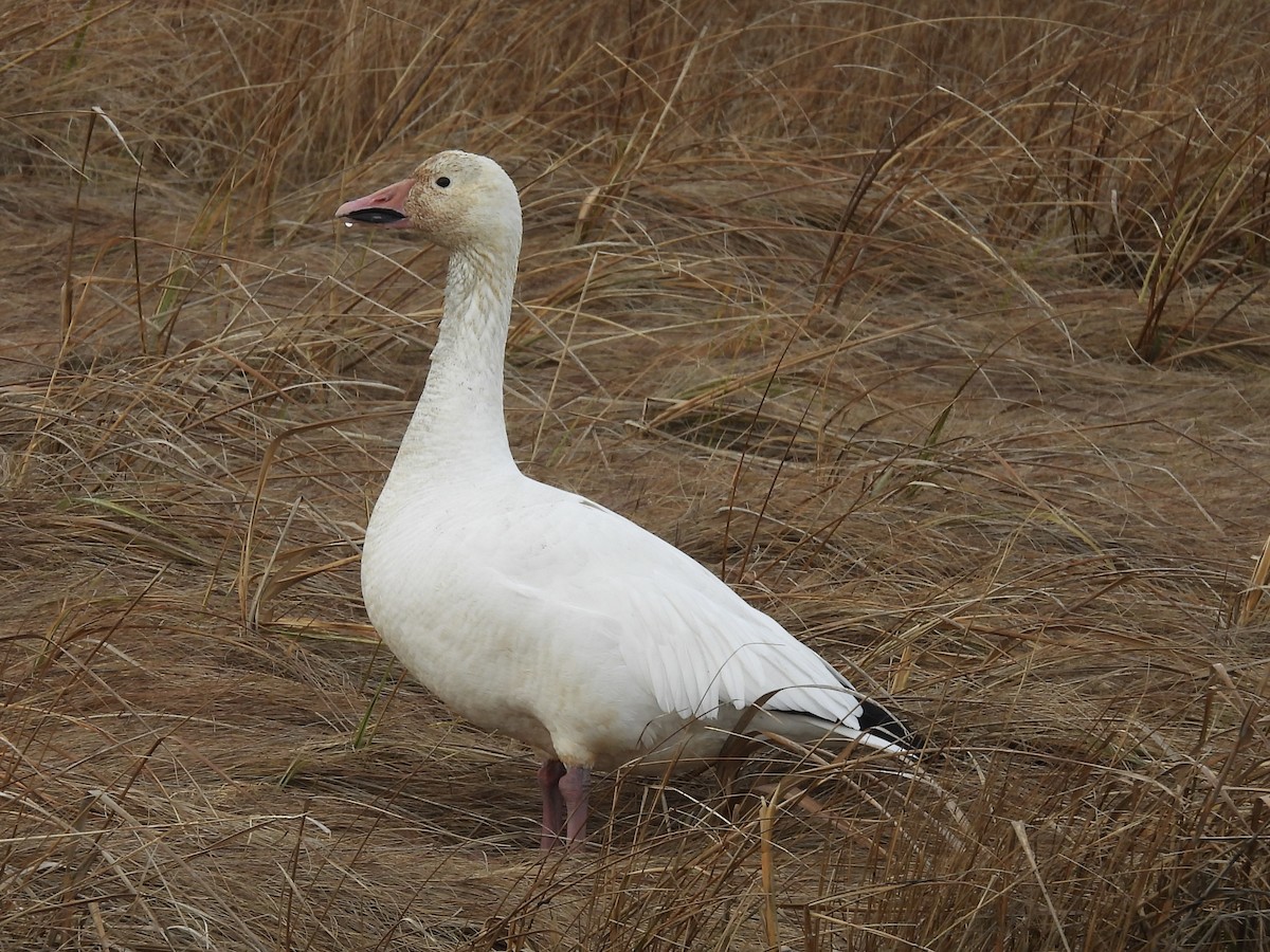Snow Goose - ML647308676