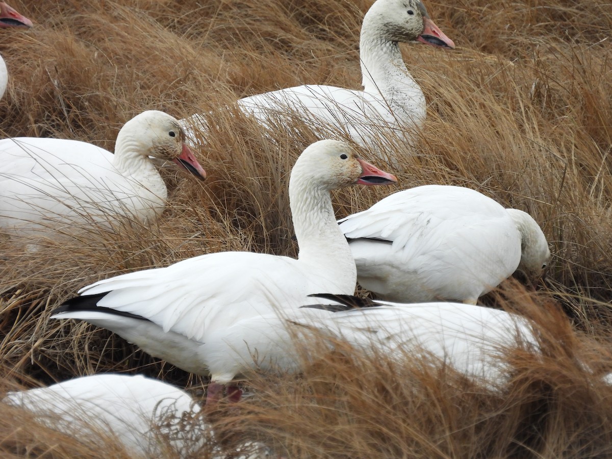 Snow Goose - ML647308677