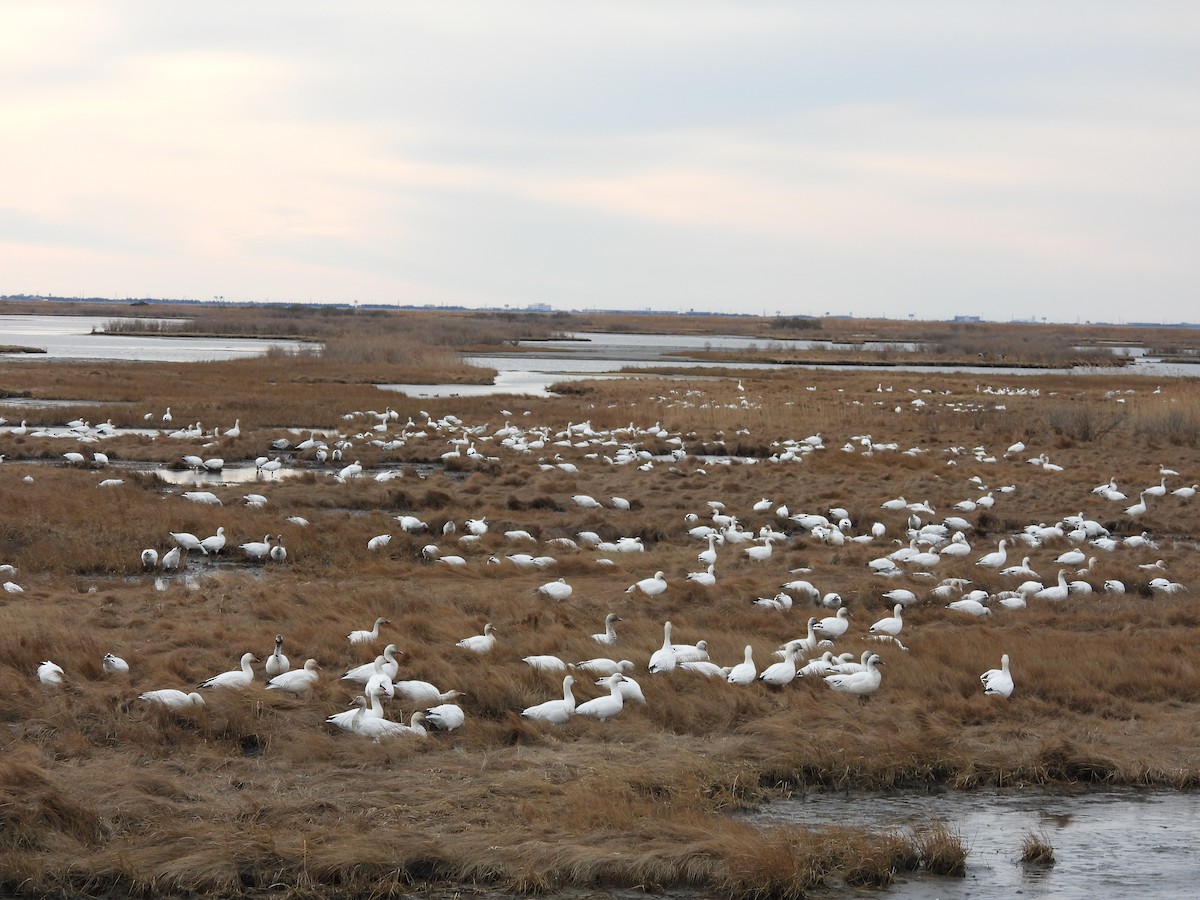 Snow Goose - ML647308679