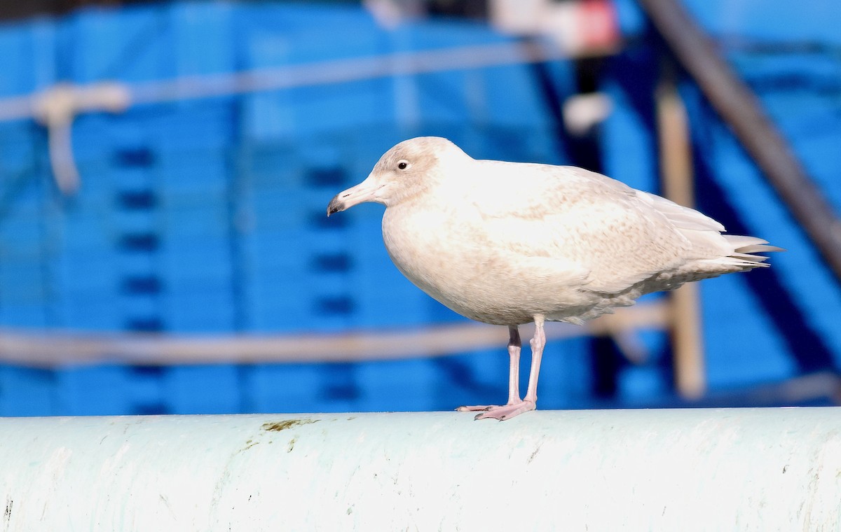 シロカモメ - ML647308680