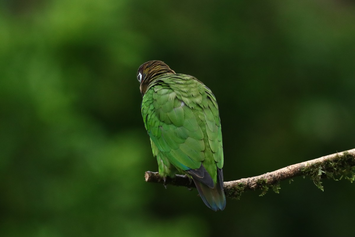 Brown-hooded Parrot - ML647308682