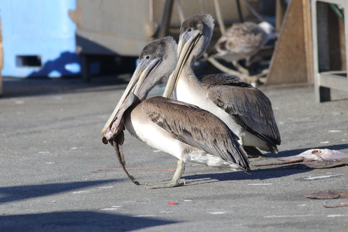 カッショクペリカン - ML647308689