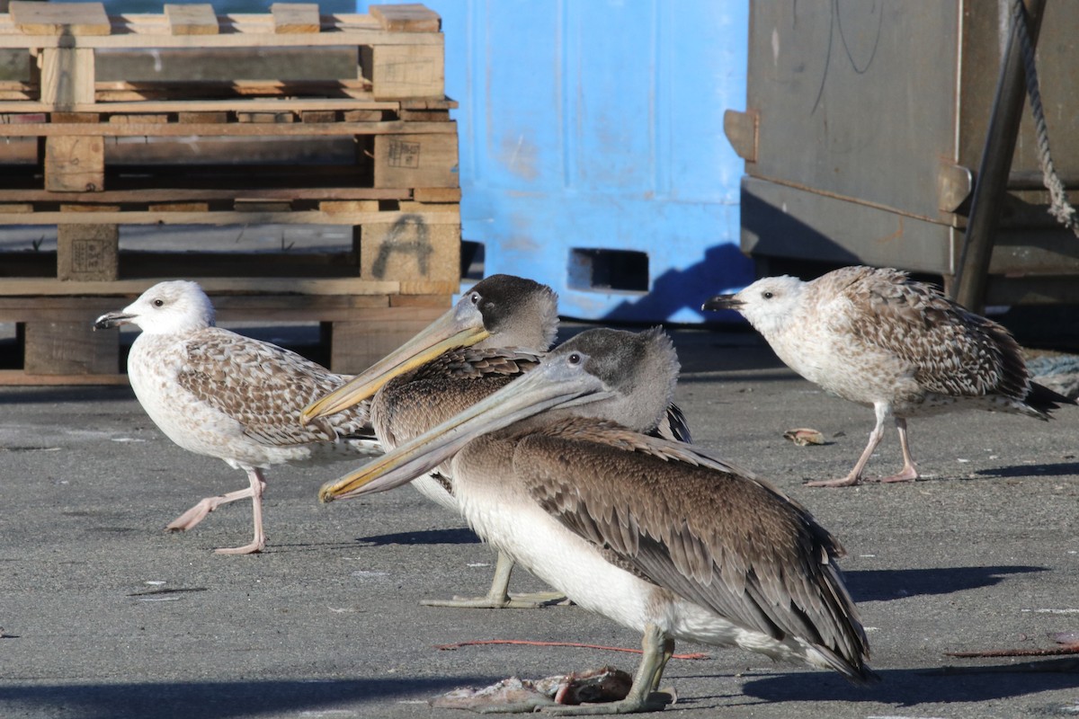 カッショクペリカン - ML647308693