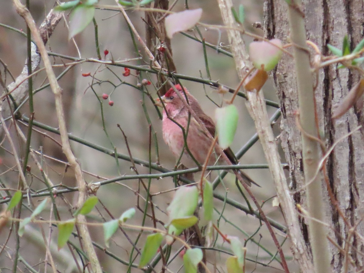 Purple Finch - ML647308714
