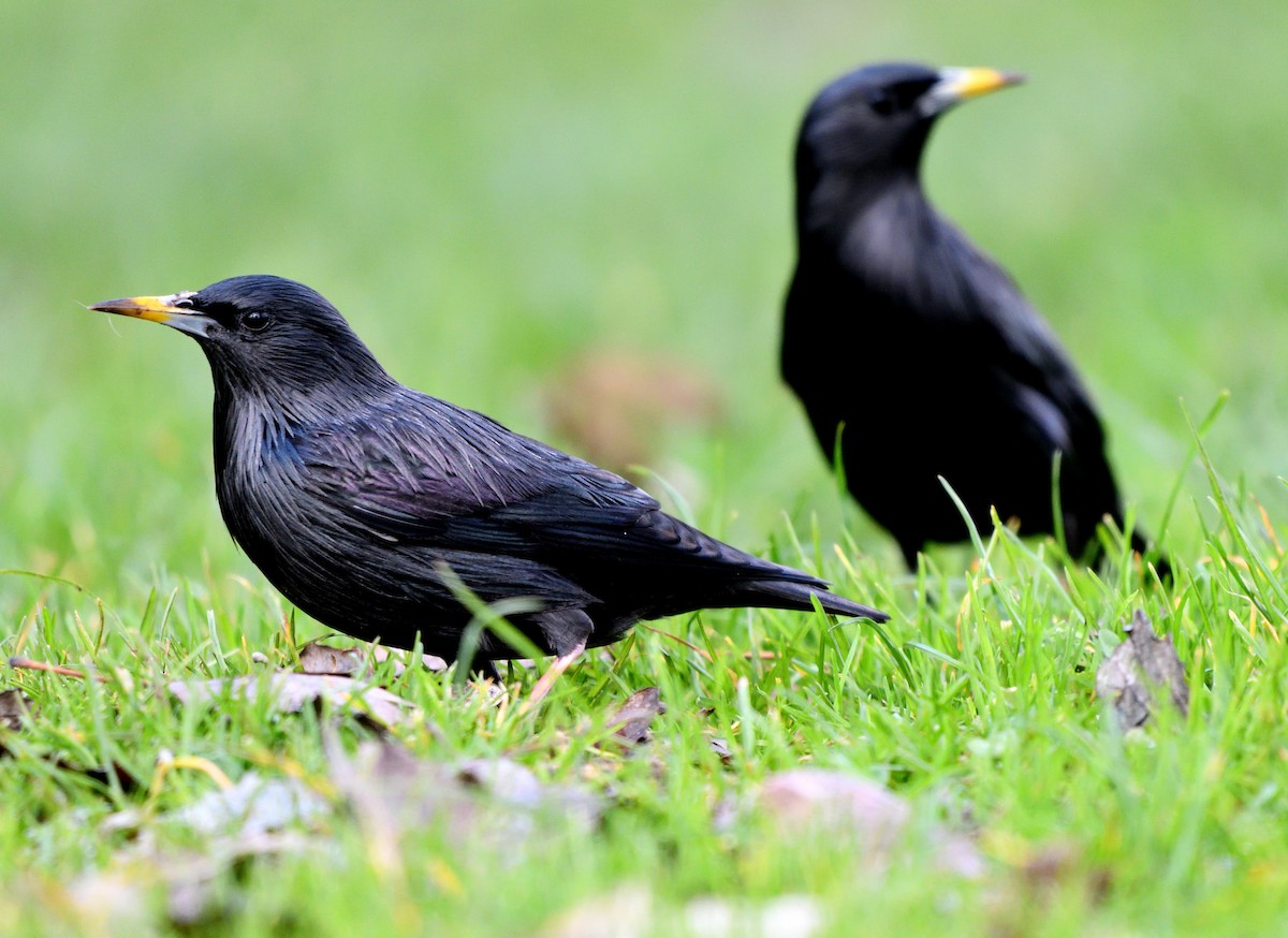 Spotless Starling - ML647308716