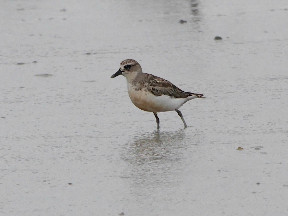 Red-breasted Dotterel - ML647308727