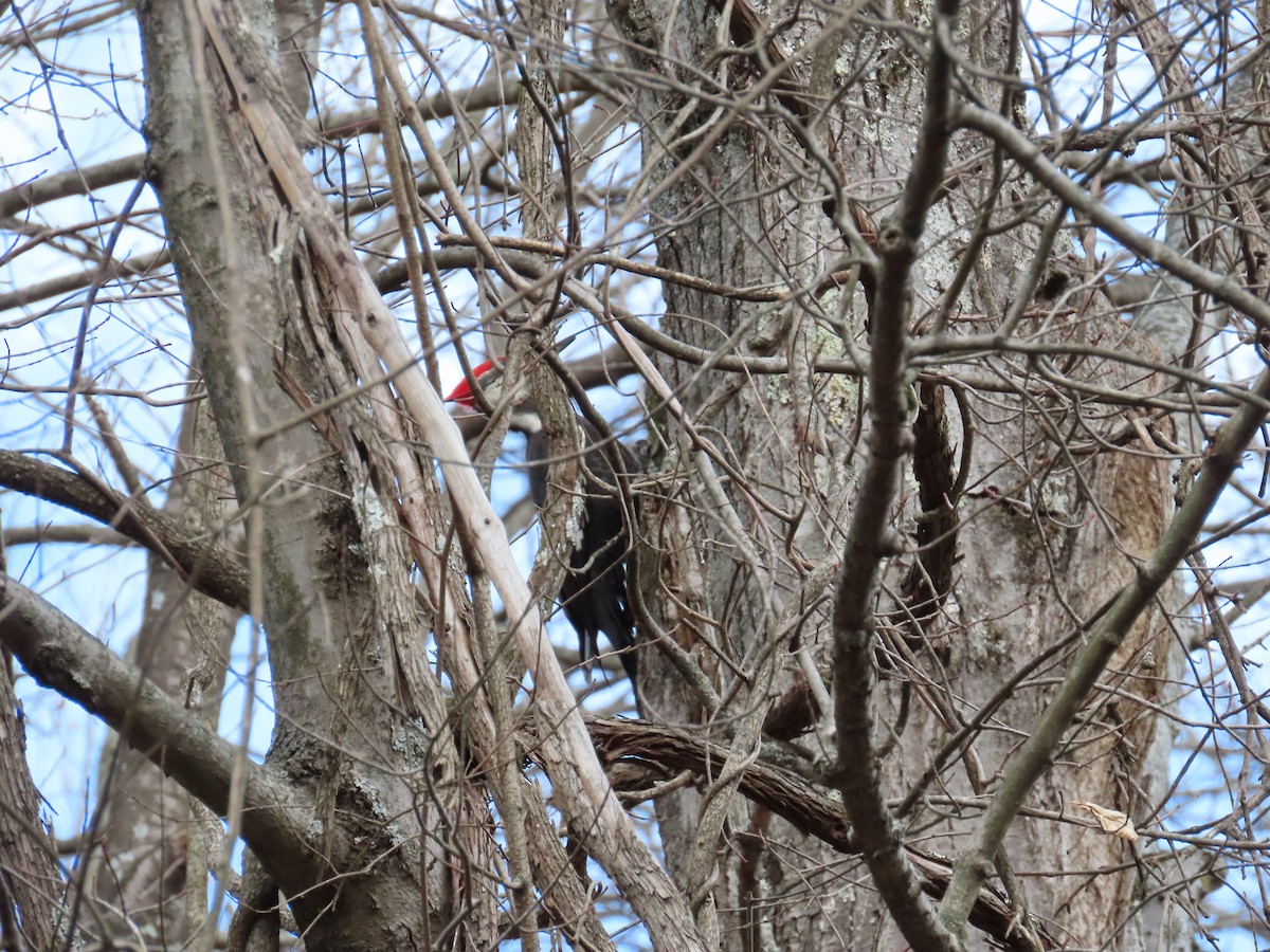 Pileated Woodpecker - ML647308728