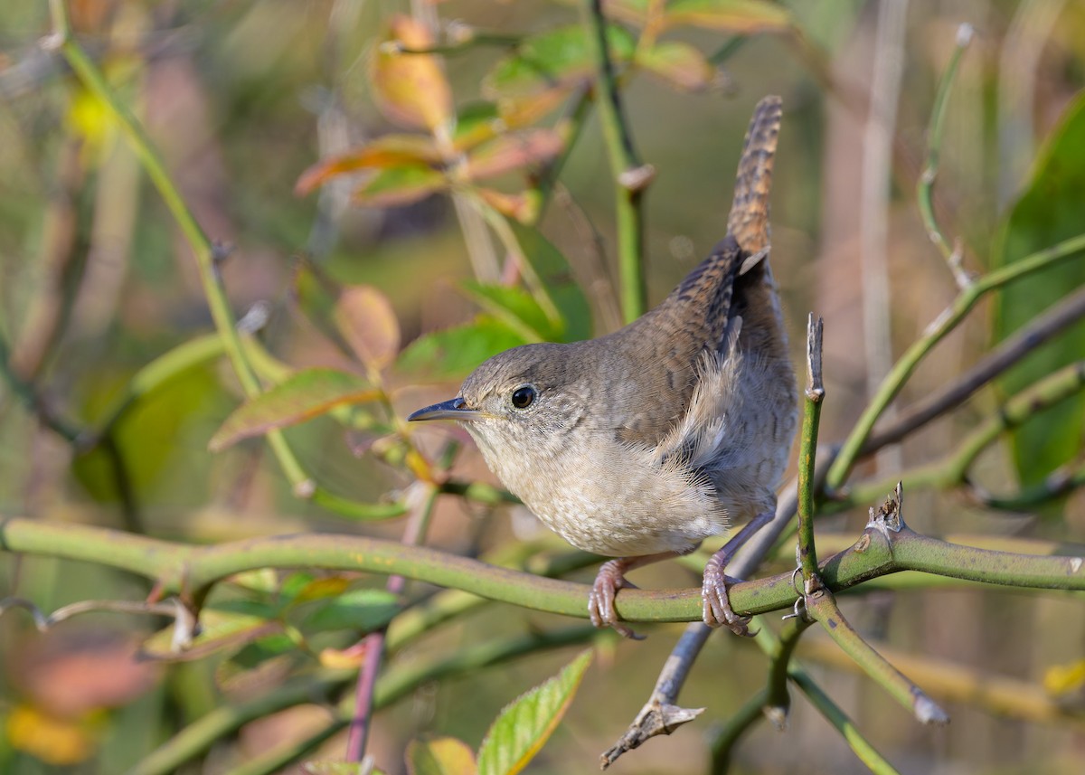 Northern House Wren - ML647308729