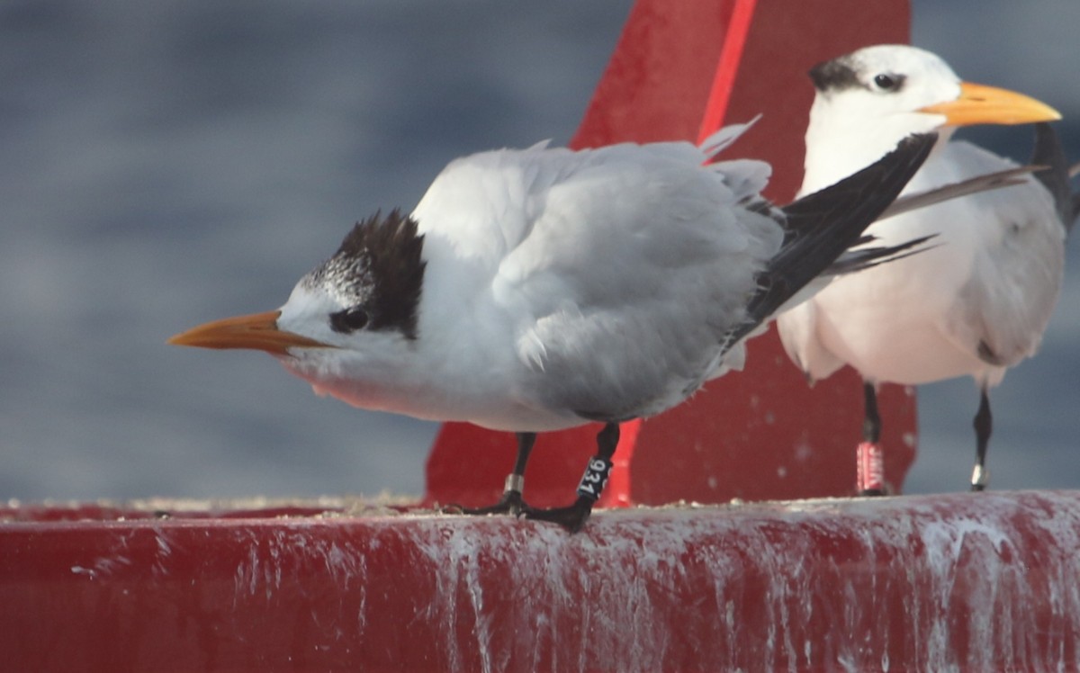 Royal Tern - ML647308732
