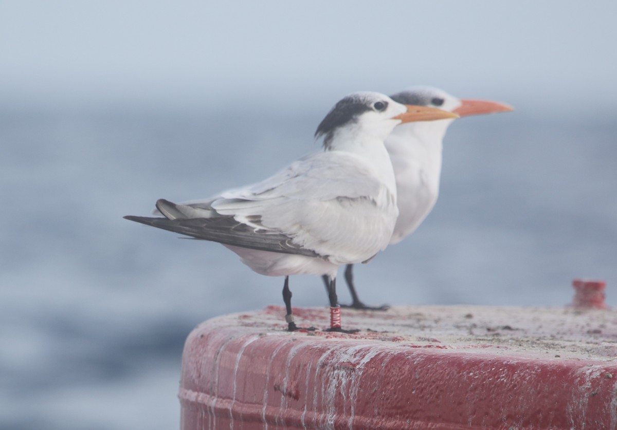 Royal Tern - ML647308733