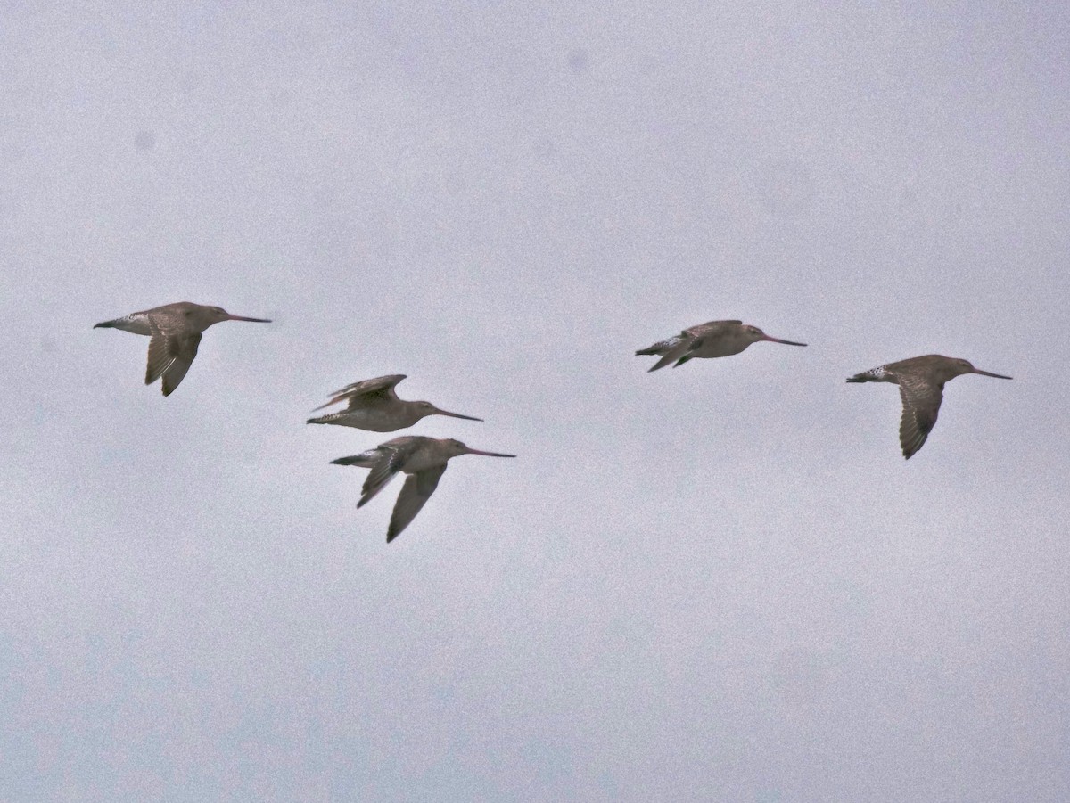 Bar-tailed Godwit - ML647308748