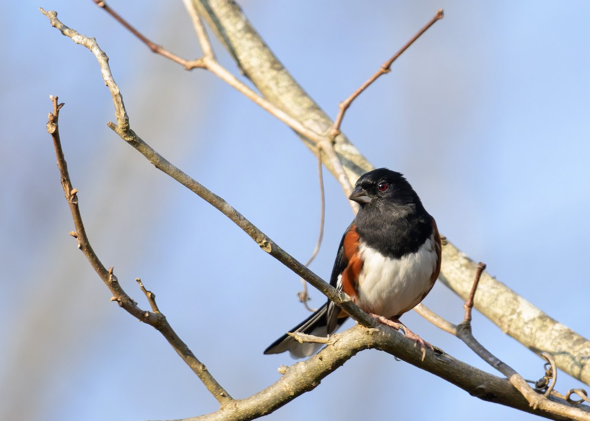 ワキアカトウヒチョウ - ML647308749