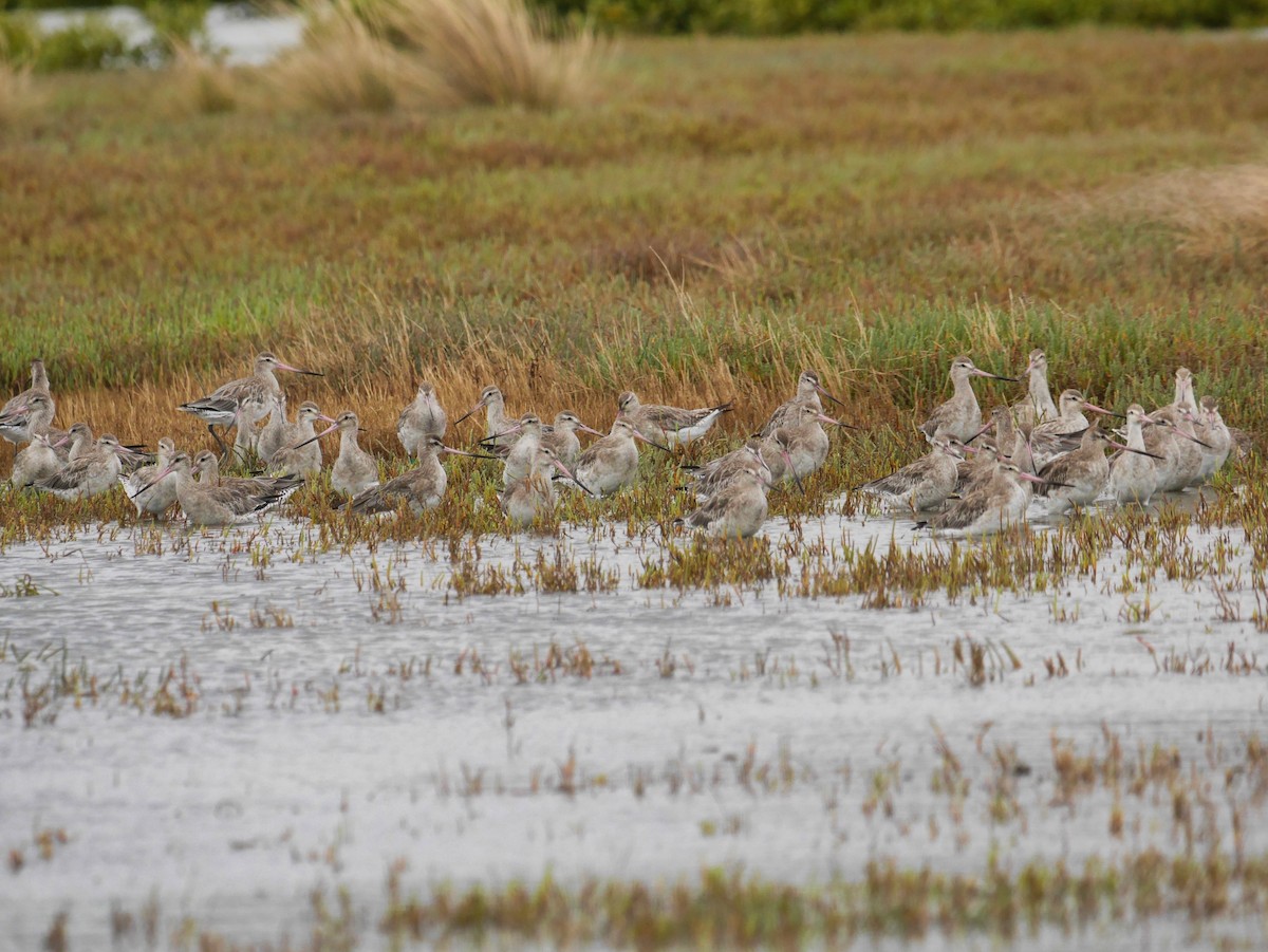 Bar-tailed Godwit - ML647308750