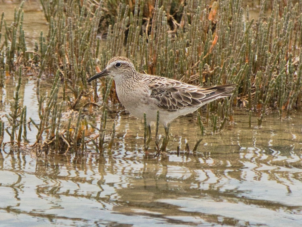Sharp-tailed Sandpiper - ML647308768