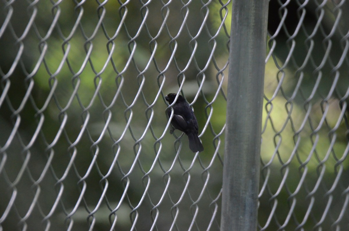 Blue-black Grassquit - ML647308769