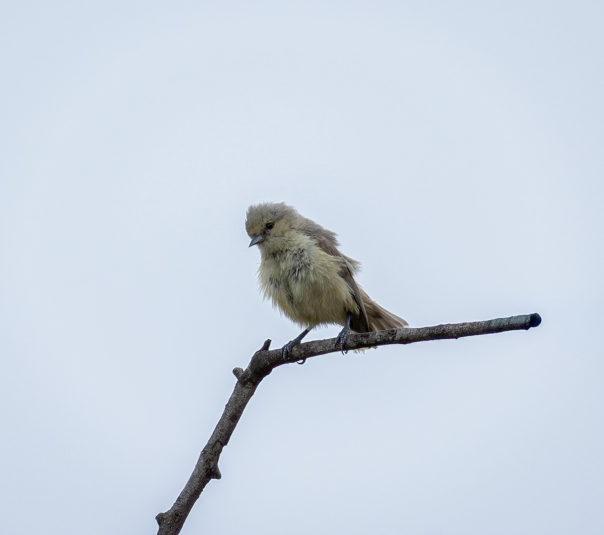 African Penduline-Tit - ML647308770