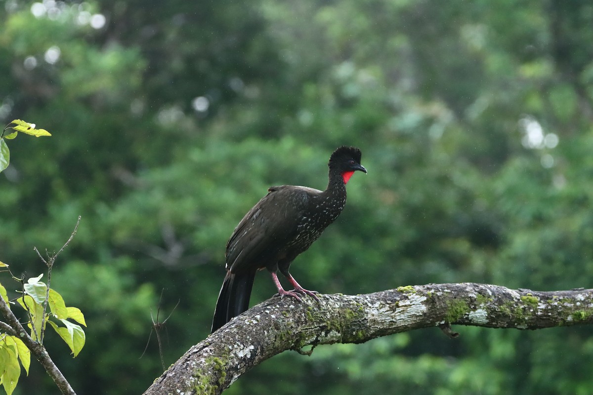 Crested Guan - ML647308777