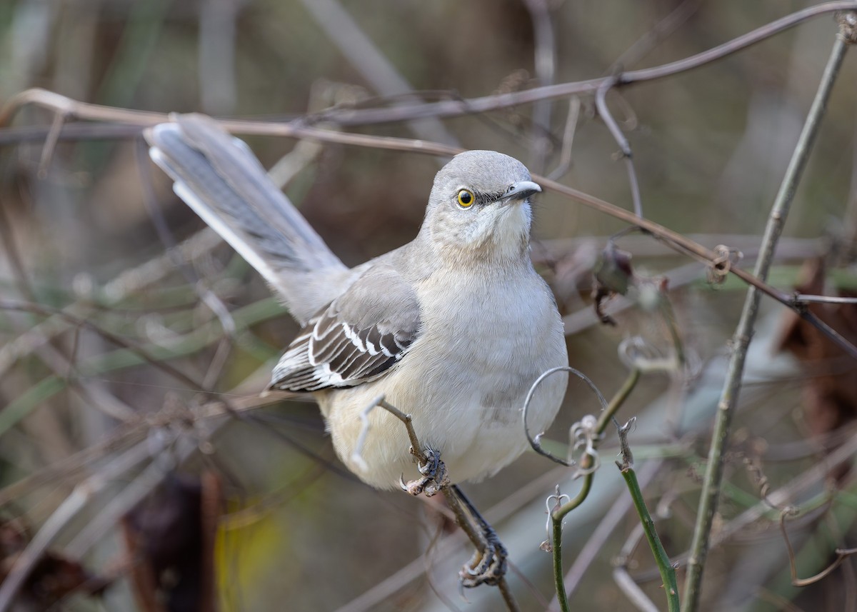 マネシツグミ - ML647308810