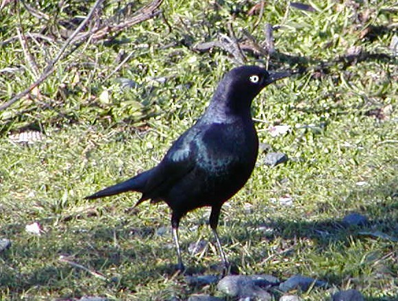 Brewer Karatavuğu - ML647308811