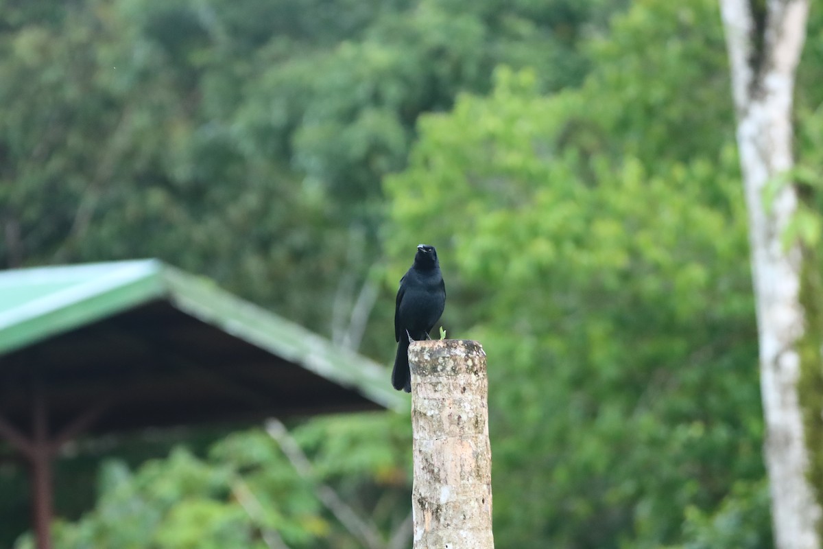 Melodious Blackbird - ML647308812