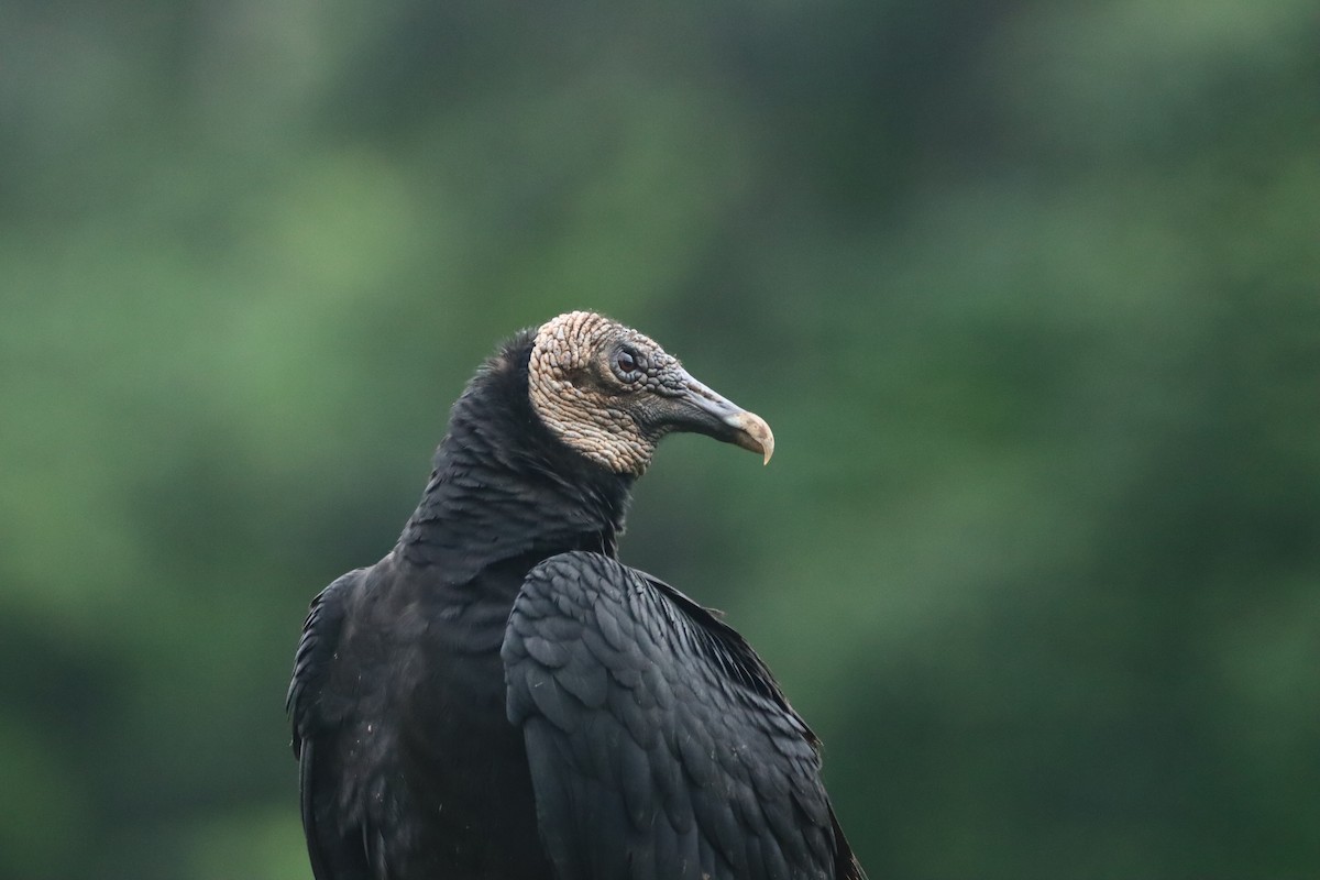Black Vulture - ML647308827