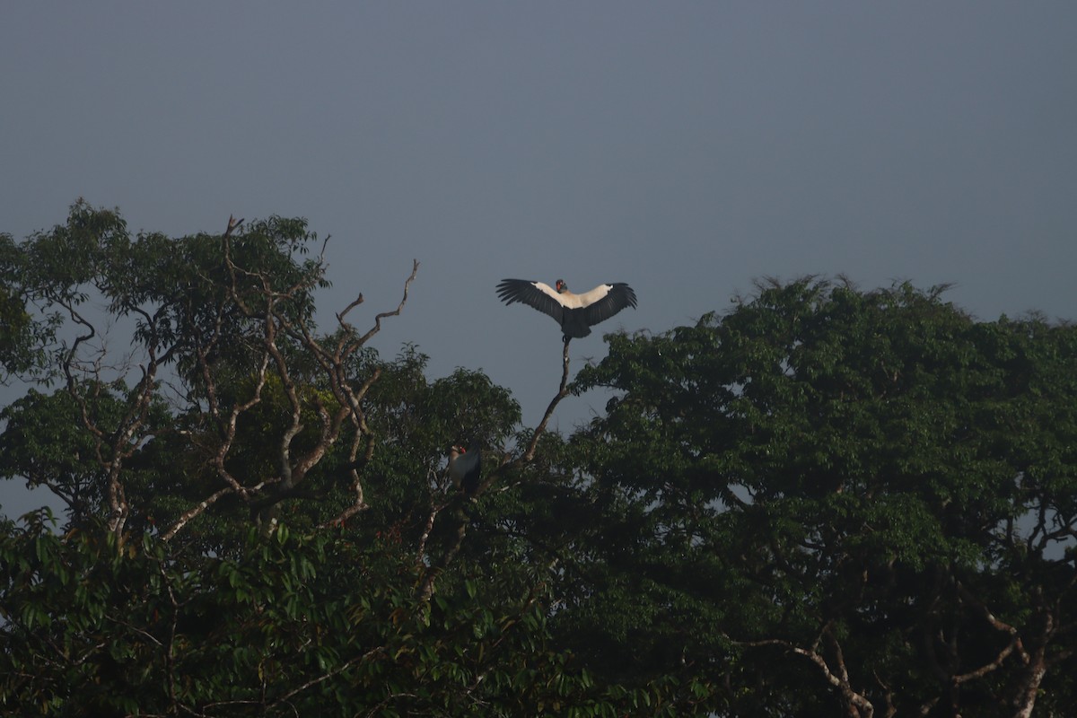 King Vulture - ML647308835