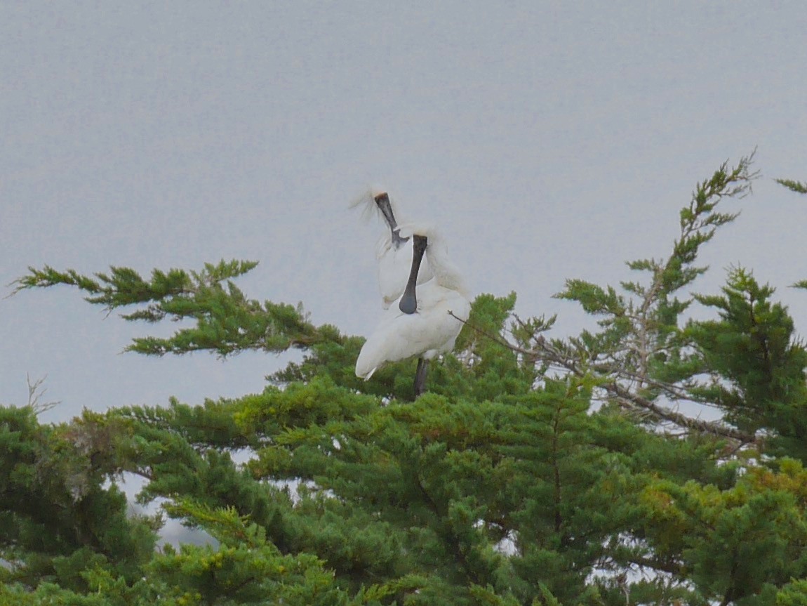 Royal Spoonbill - ML647308842