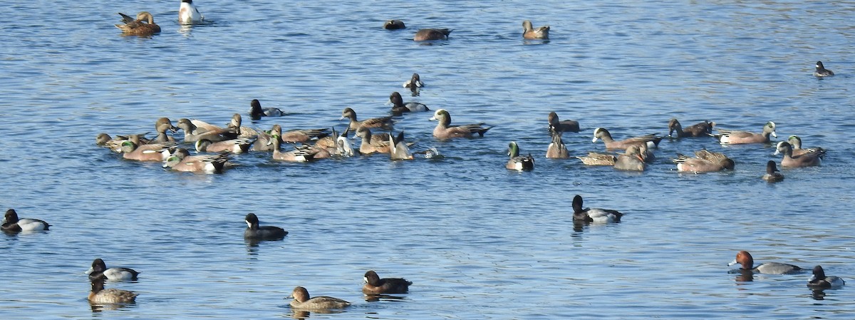 American Wigeon - ML647308864