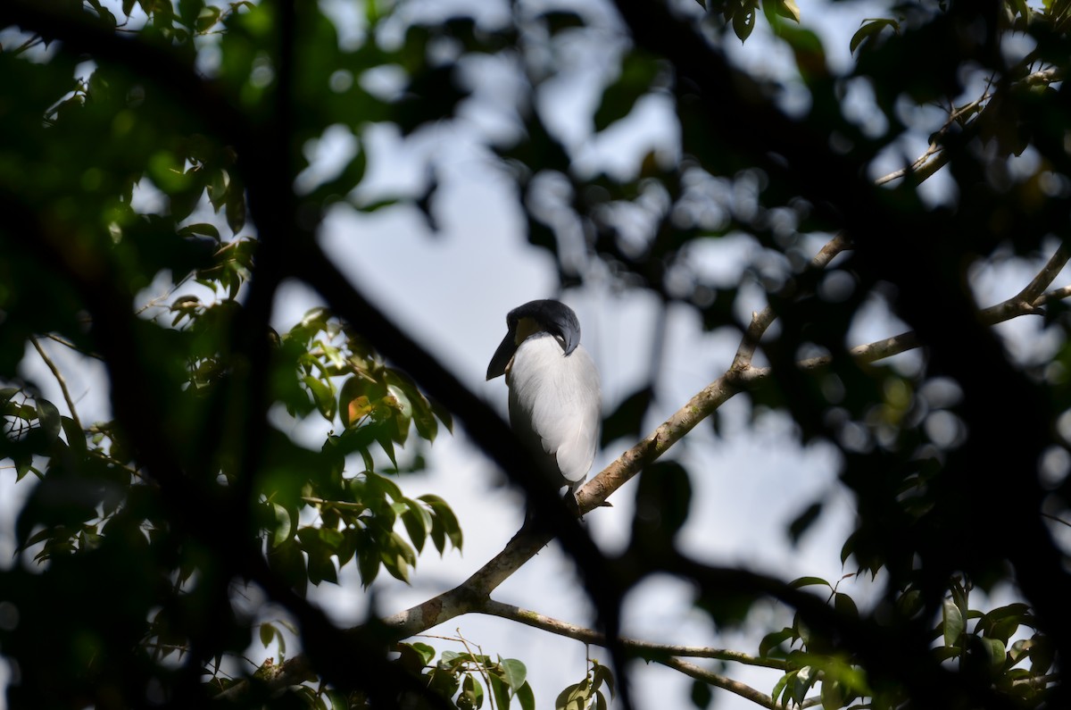 Boat-billed Heron - ML647308875