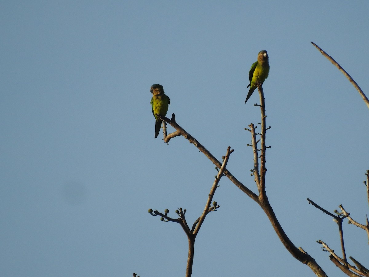 Brown-throated Parakeet - ML647308879