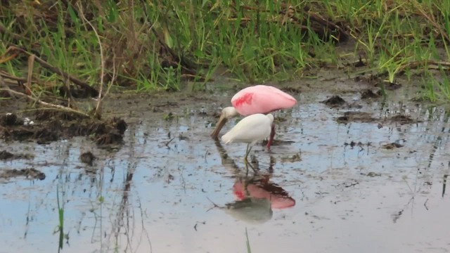 Roseate Spoonbill - ML647308885