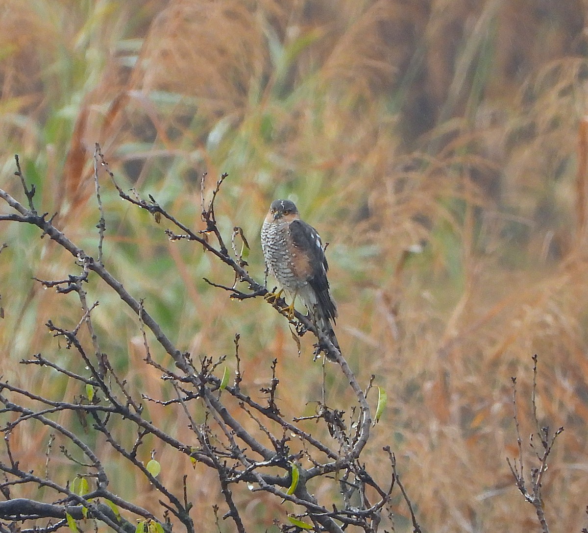 Eurasian Sparrowhawk - ML647308890