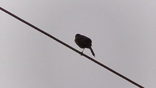 Great-tailed Grackle - ML647308895